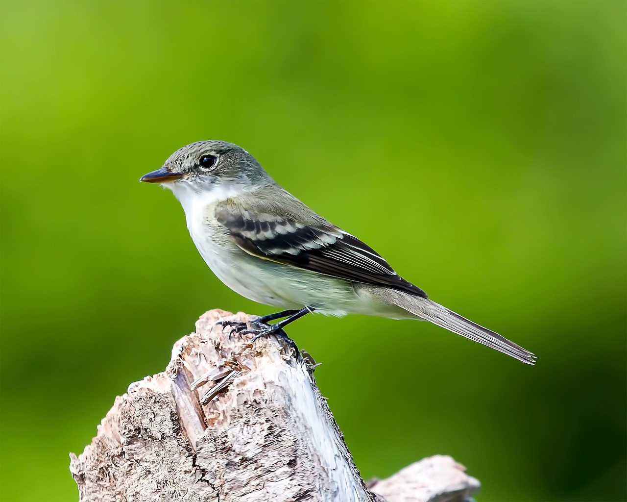 découvrez l'aulne, un arbre fascinant aux multiples vertus. apprenez-en plus sur ses caractéristiques, son habitat et ses utilisations, tant sur le plan écologique qu'artisanal. plongez dans l'univers de l'aulne et explorez son importance dans la biodiversité.